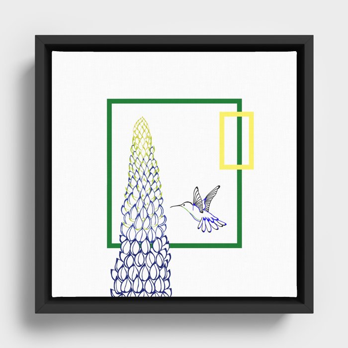 Hummingbird whizzing around lupine Framed Canvas