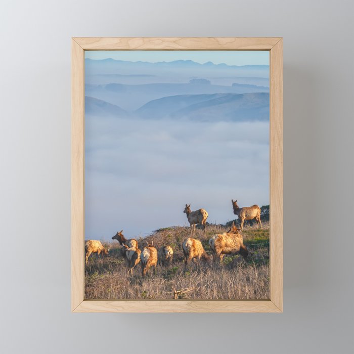 Elks at the Bay Framed Mini Art Print
