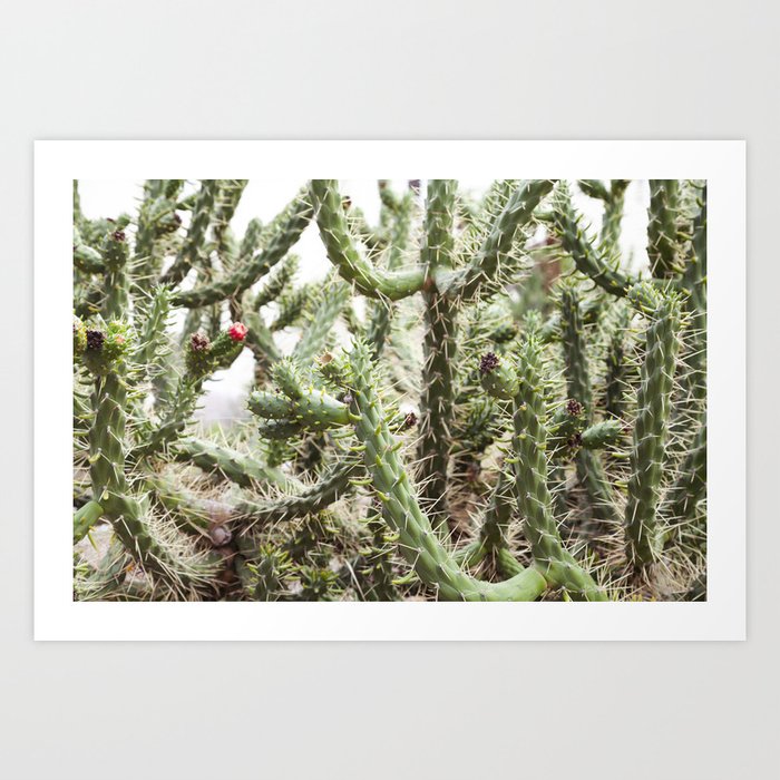 Big Blooming Cactus Art Print