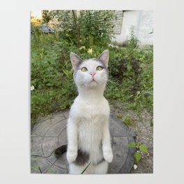 Curious cat Poster