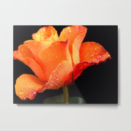 Orange Rose. On Front Page. Metal Print
