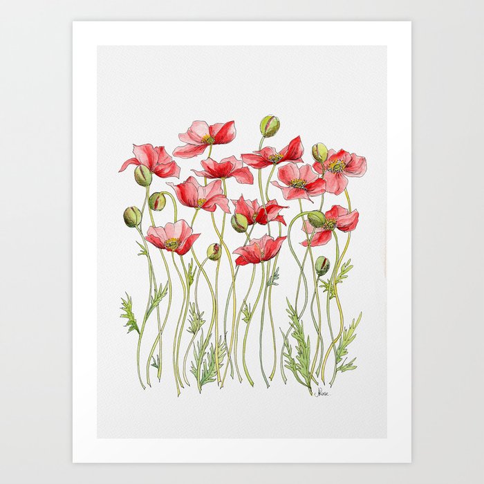 Red Poppies, Illustration Art Print