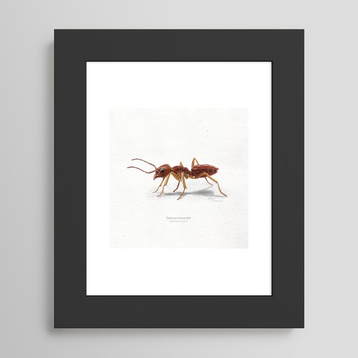 Framed Art Print
