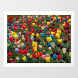 Sassenheim, Holland tulip fields of multi-color and colorful Dutch tulip blossoms landscape painting Art Print