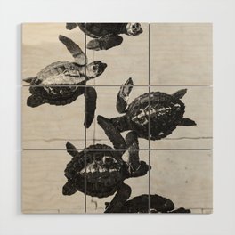 Baby sea turtles in on a island in Bali, Indonesia | Black and white animal photography | Art print Wood Wall Art