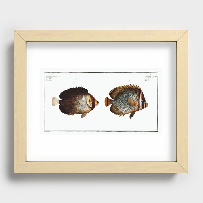 1. Collar (Chaetodon Collare) 2. Mulatto (Chaetodon mesoleucus) from Ichtylogie, or Natural history Recessed Framed Print