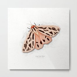 Arge tiger moth scientific illustration art print Metal Print