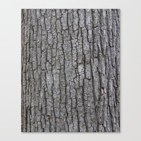 white oak bark Canvas Print