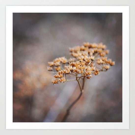 Dried Up Art Print