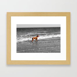 A Dog and his Waves Framed Art Print
