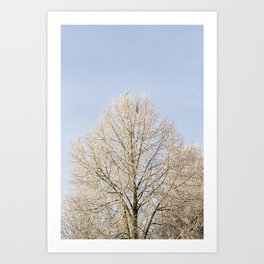 Winter view of a tree and a blue sky | Belgium Art Print