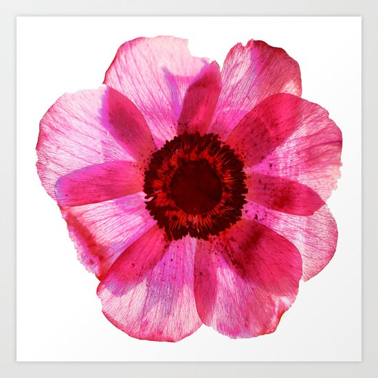 Fragile and beautiful - red anemone in white background Art Print