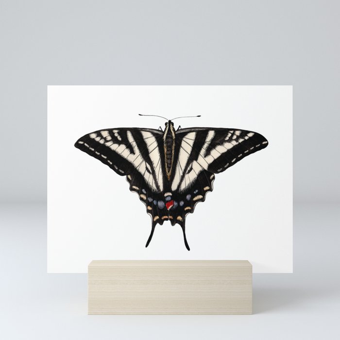 Pale Swallowtail (Papilio eurymedon) Mini Art Print