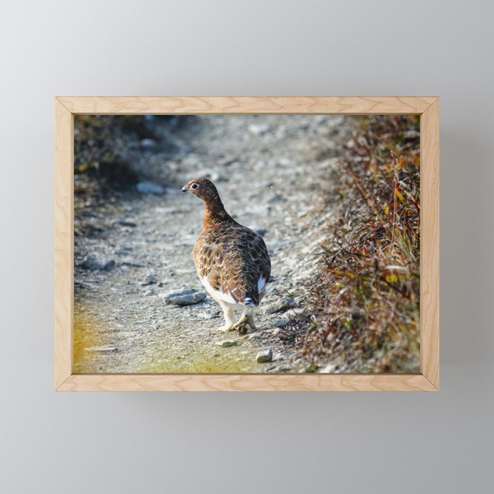 Willow Ptarmigan | Wildlife Photography | Bird Photography  Framed Mini Art Print