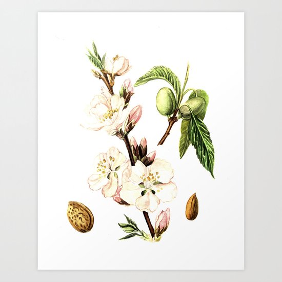 Almonds Art Print