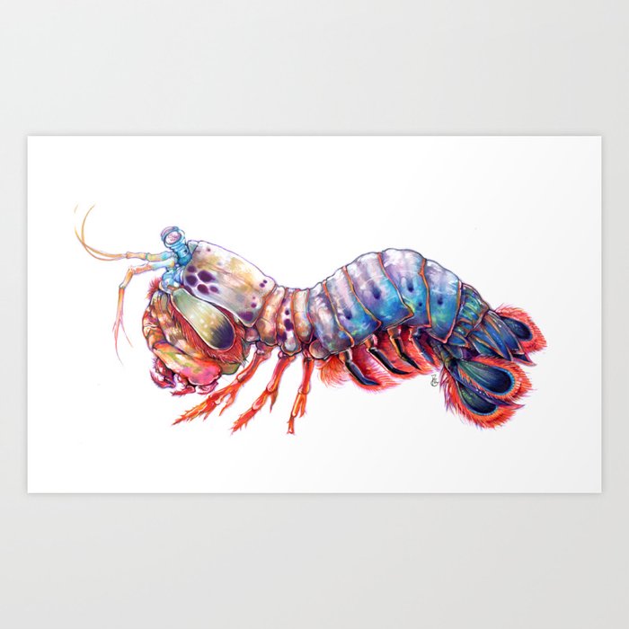 Mantis Shrimp Art Print