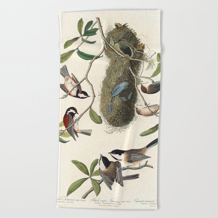 Chesnut-backed Titmouse, Black-capt Titmouse and Chesnut-crowned Titmouse from Birds of America (1827) by John James Audubon Beach Towel