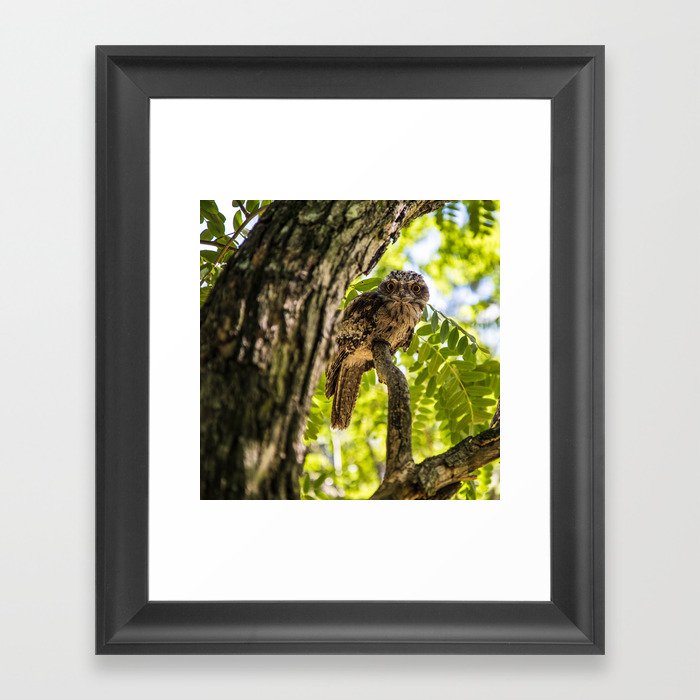 Tawny Frog Mouth Owl Framed Art Print