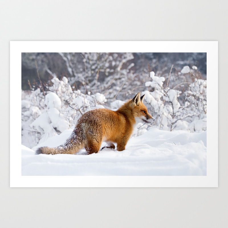 Fire N Ice Red Fox In The Snow Art Print By Roeselien Society6