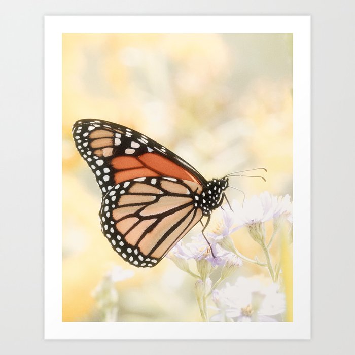Monarch Butterfly VI Art Print