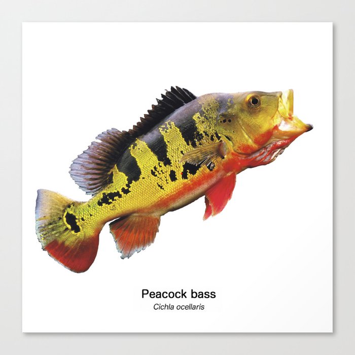 Peacock bass ,Cichla ocellaris Canvas Print