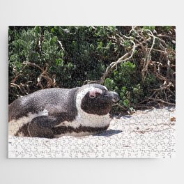 South Africa Photography - Penguin Laying At The Beach Jigsaw Puzzle