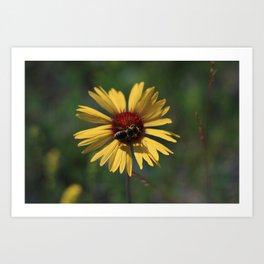 Honey Bee Art Print