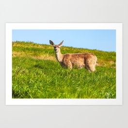mule deer in grass Art Print