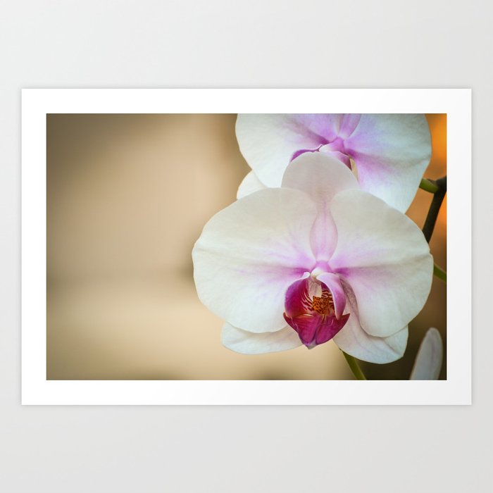 Purple Throat White Phalaenopsis Orchid Art Print By Robinanguiano Society6
