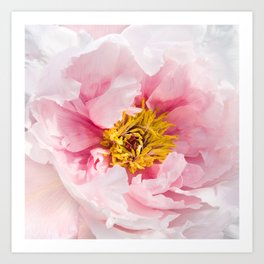 Pink Peony | Flower Photography |  Pink Floral | Botanical | Flowers | Nature Art Print