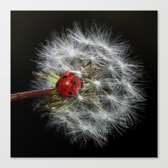 Flower Canvas Print