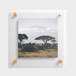 South Africa Photography - Acacia Tree On The Dry Savannah Floating Acrylic Print