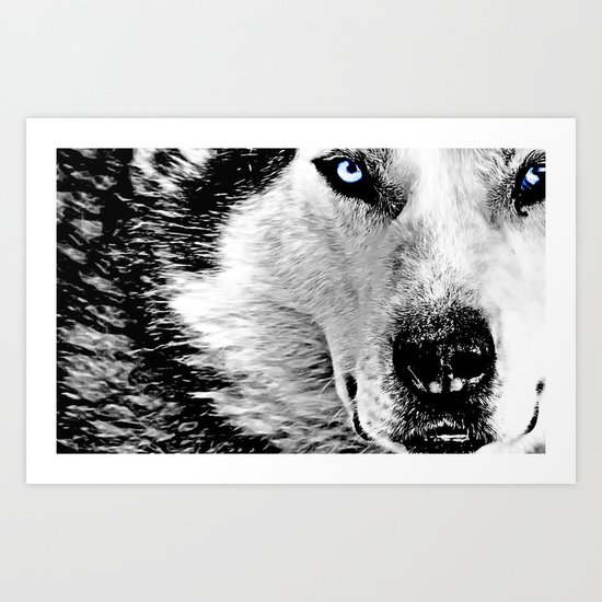 Blue eyed wolf Art Print