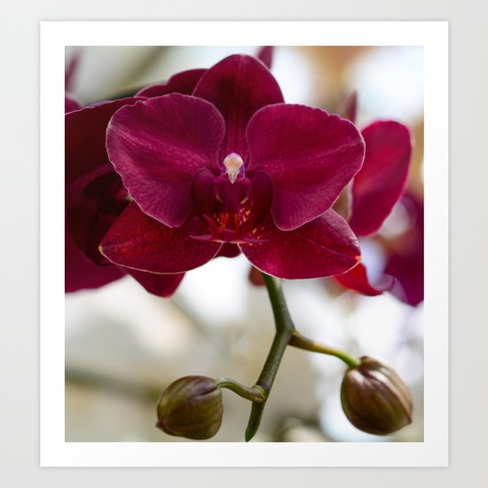 Orchid Art Print