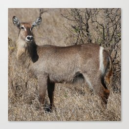 South Africa Photography - Waterbuck At The African Savannah Canvas Print