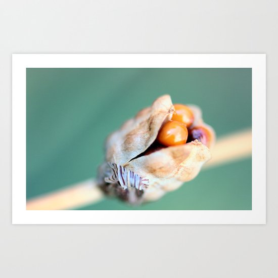 Columbine seeds Art Print