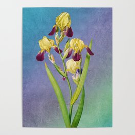 Iris, Iris Squalens, Iris sale, Brown flowered Iris, by Pierre Joseph Redoute, Plate 365 Gradient texture1 Poster