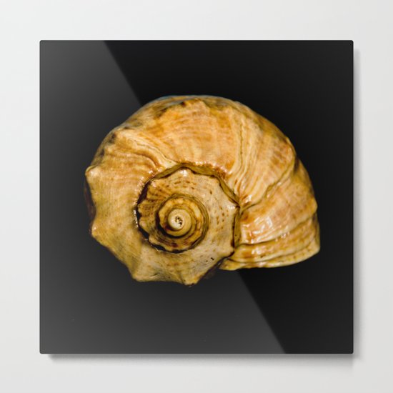 shell Metal Print