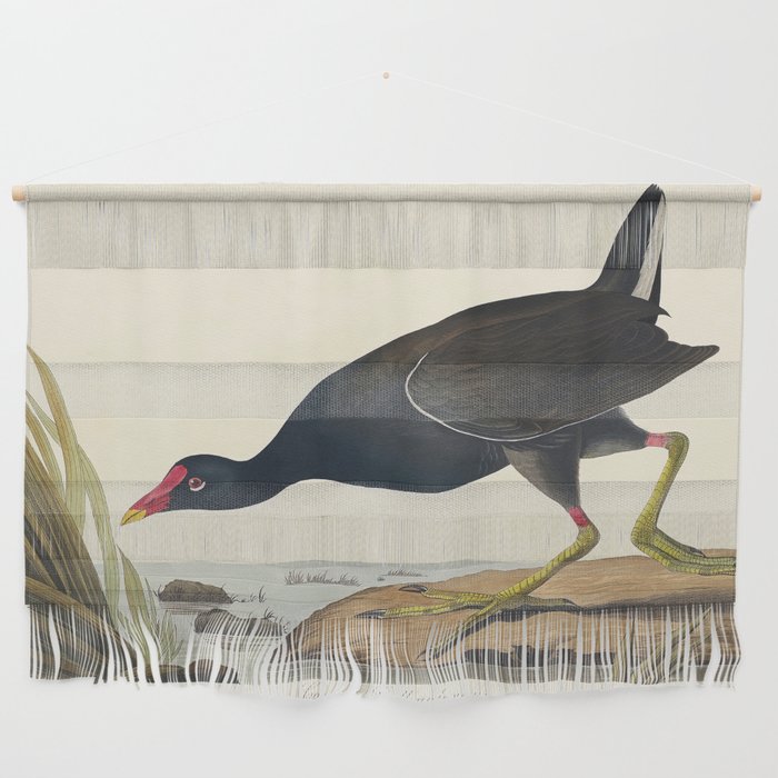 Common Gallinule from Birds of America (1827) by John James Audubon  Wall Hanging