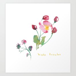 Watercolor painted Viola tricolor flowers Art Print
