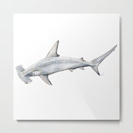 Hammerhead shark for shark lovers, divers and fishermen Metal Print