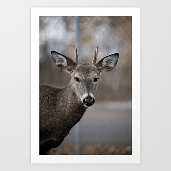 Minnesota North Shore #10 (Deer) Art Print