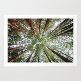 Looking Up - Redwood forest Art Print
