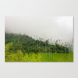 Colombian Palm Trees Canvas Print