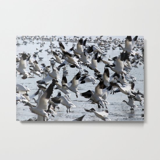 Oie des neiges - Snow Goose - ganso blanco Metal Print
