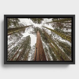 Sequoia Stretch - Nature Photography Framed Canvas