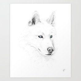 Saber :: A Siberian Husky Art Print