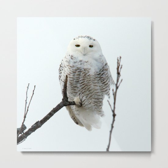 Snowy in the Wind (square) Metal Print