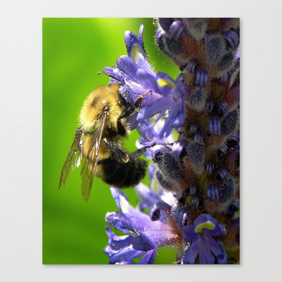 Bee all you can Bee Canvas Print