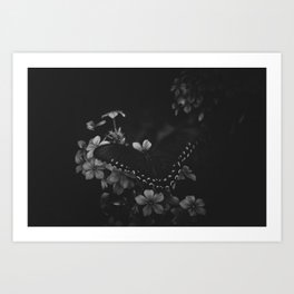 butterfly & phlox Art Print